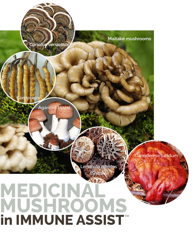 Immune Assist Medicinal Mushrooms