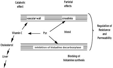 Summary of OPC blood vessel protection