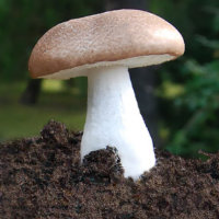 Agaricus blazei mushroom