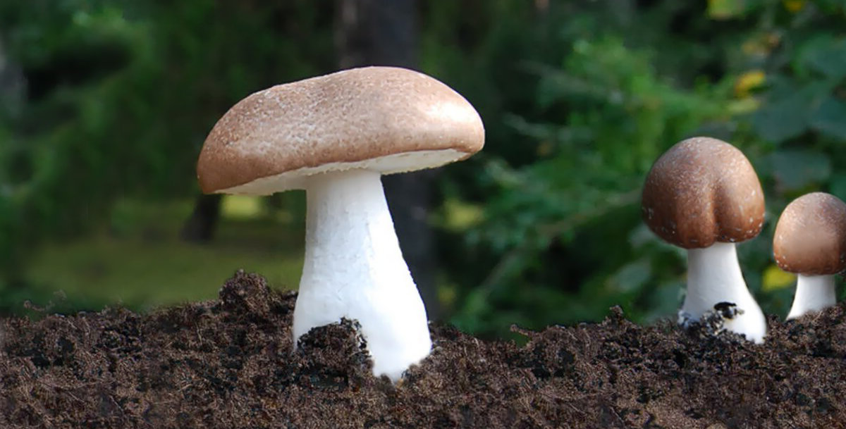 Agaricus blazei