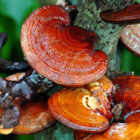 Reishi