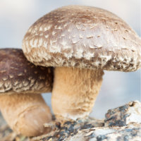 Shiitake