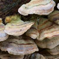 Coriolus versicolor